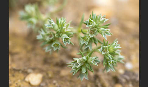 Einjähriges Knäuel (Scleranthus annuus)