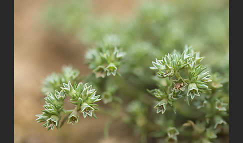 Einjähriges Knäuel (Scleranthus annuus)