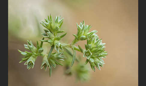 Einjähriges Knäuel (Scleranthus annuus)