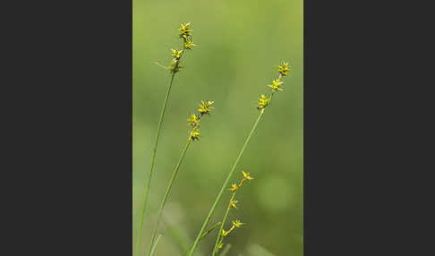 Igel-Segge (Carex echinata)