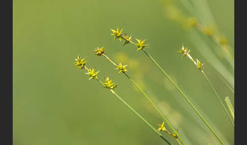 Igel-Segge (Carex echinata)