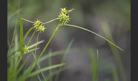 Gelb-Segge (Carex flava)