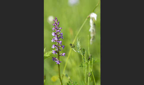 Große Händelwurz (Gymnadenia conopsea)