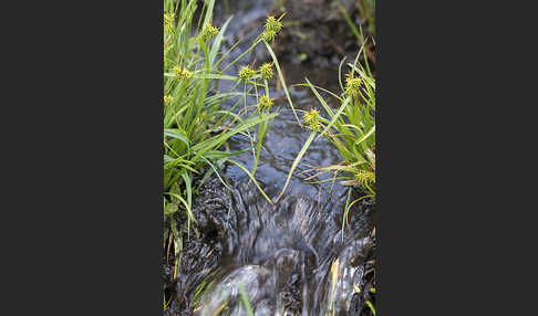 Gelb-Segge (Carex flava)