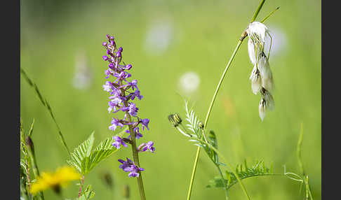 Große Händelwurz (Gymnadenia conopsea)