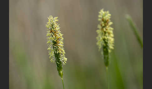 Geknieter Fuchsschwanz (Alopecurus geniculatus)