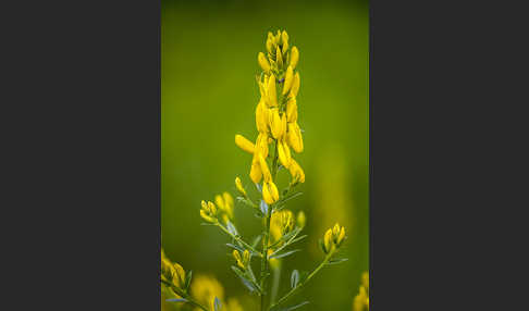 Färber-Ginster (Genista tinctoria)