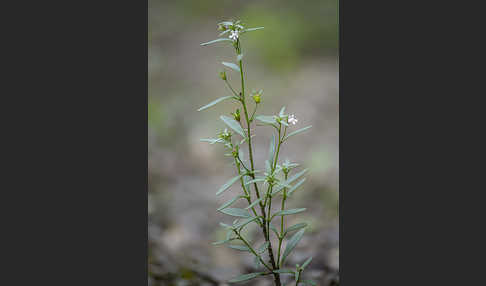 Kleiner Orant (Chaenorhinum minus)