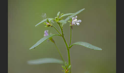 Kleiner Orant (Chaenorhinum minus)