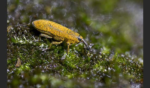 Pippau-Stängelrüssler (Lixus punctiventris)