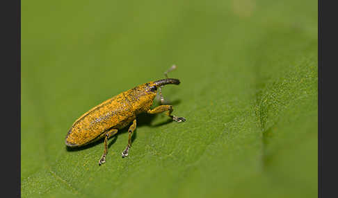 Pippau-Stängelrüssler (Lixus punctiventris)