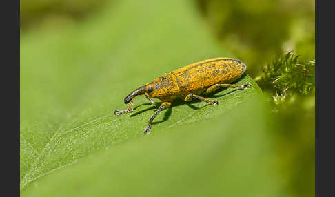 Pippau-Stängelrüssler (Lixus punctiventris)