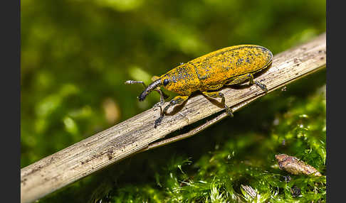 Pippau-Stängelrüssler (Lixus punctiventris)