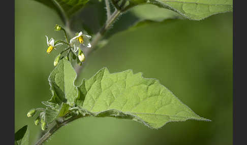 Schwarzer Nachtschatten (Solanum nigrum)