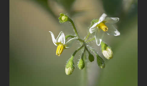 Schwarzer Nachtschatten (Solanum nigrum)