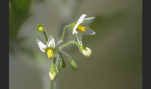 Schwarzer Nachtschatten (Solanum nigrum)