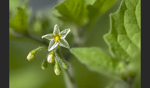 Schwarzer Nachtschatten (Solanum nigrum)