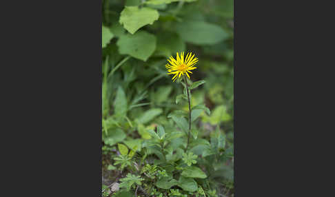 Rauhhaariger Alant (Inula hirta)