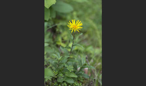 Rauhhaariger Alant (Inula hirta)