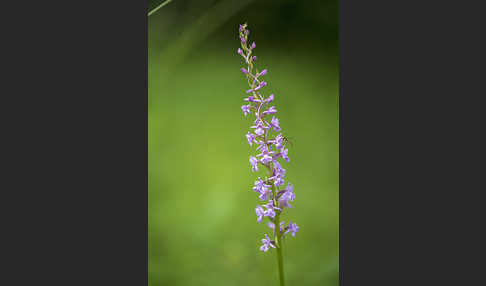 Große Händelwurz (Gymnadenia conopsea)