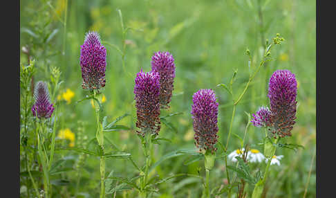 Fuchsschwanz-Klee (Trifolium rubens)