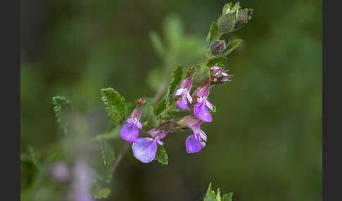 Edel-Gamander (Teucrium chamaedrys)