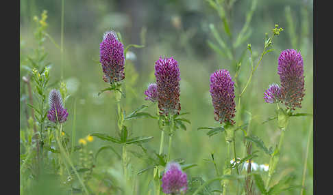 Fuchsschwanz-Klee (Trifolium rubens)