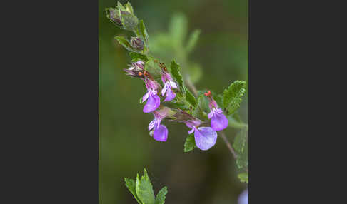 Edel-Gamander (Teucrium chamaedrys)