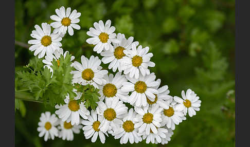 Mutterkraut (Tanacetum parthenium)