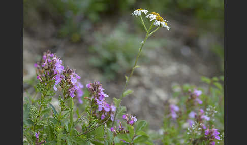 Edel-Gamander (Teucrium chamaedrys)