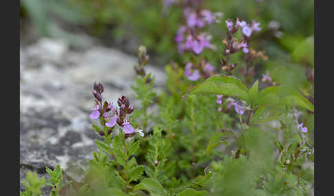 Edel-Gamander (Teucrium chamaedrys)