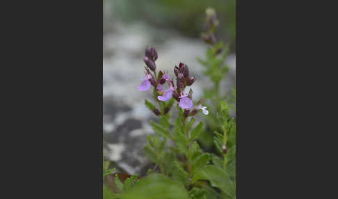 Edel-Gamander (Teucrium chamaedrys)