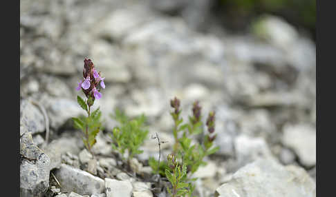 Edel-Gamander (Teucrium chamaedrys)