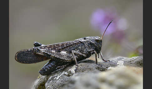 Rotflügelige Schnarrschrecke (Psophus stridulus)