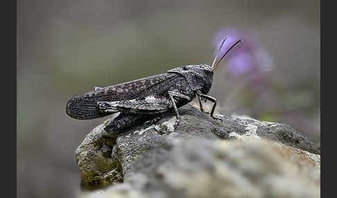 Rotflügelige Schnarrschrecke (Psophus stridulus)