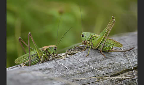 Warzenbeißer (Decticus verrucivorus)