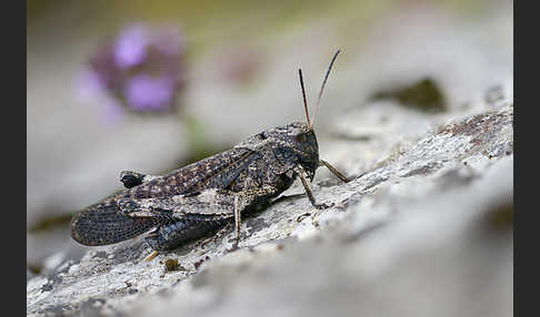 Rotflügelige Schnarrschrecke (Psophus stridulus)