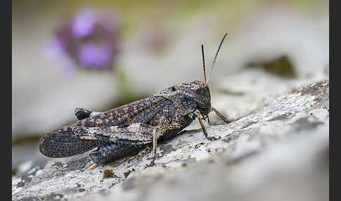 Rotflügelige Schnarrschrecke (Psophus stridulus)