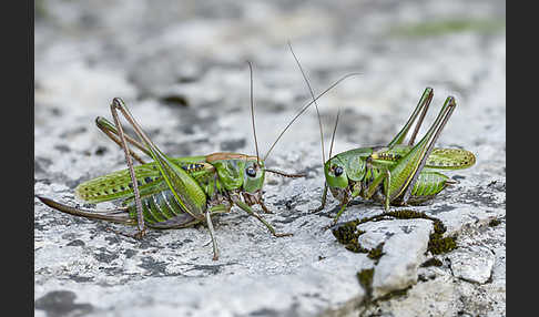 Warzenbeißer (Decticus verrucivorus)