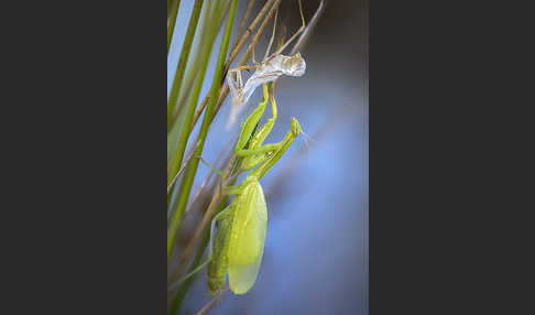 Europäische Gottesanbeterin (Mantis religiosa)