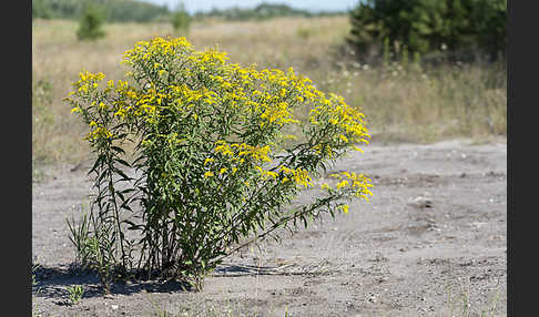 Kanadische Goldrute (Solidago canadensis)