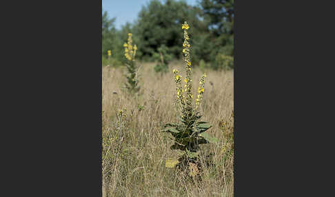 Königskerze (Verbascum spec.)