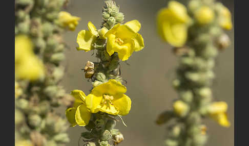 Königskerze (Verbascum spec.)