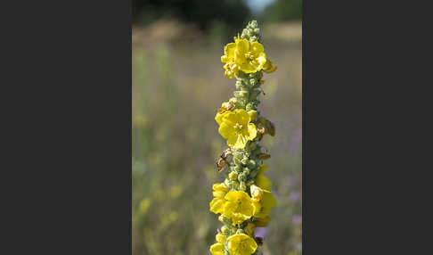 Königskerze (Verbascum spec.)