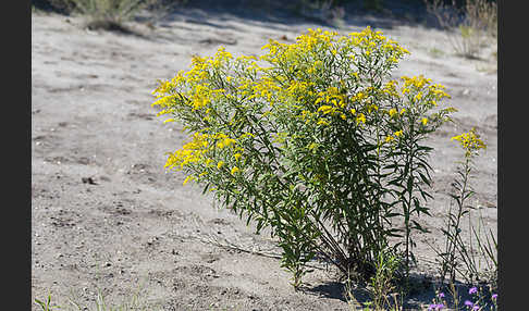 Kanadische Goldrute (Solidago canadensis)