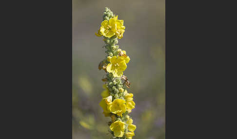 Königskerze (Verbascum spec.)