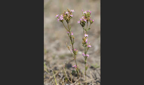 Echtes Tausendgüldenkraut (Centaurium erythraea)