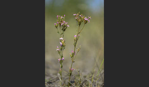 Echtes Tausendgüldenkraut (Centaurium erythraea)