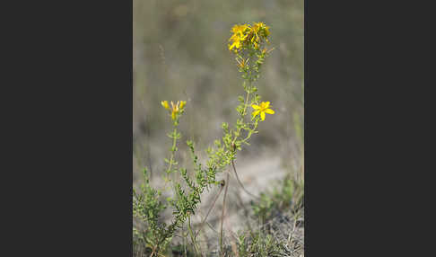 Echtes Johanniskraut (Hypericum perforatum)