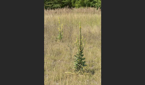 Königskerze (Verbascum spec.)